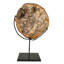 Fossil With Stand Sculpture