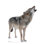 Howling Wolf