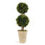 Thisbe 20'' Boxwood Topiary in Ceramic Pot