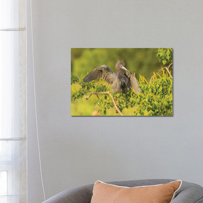 USA, Louisiana, Vermilion Parish. Little blue heron close-up. 1 Piece Wrapped Canvas Wall Art