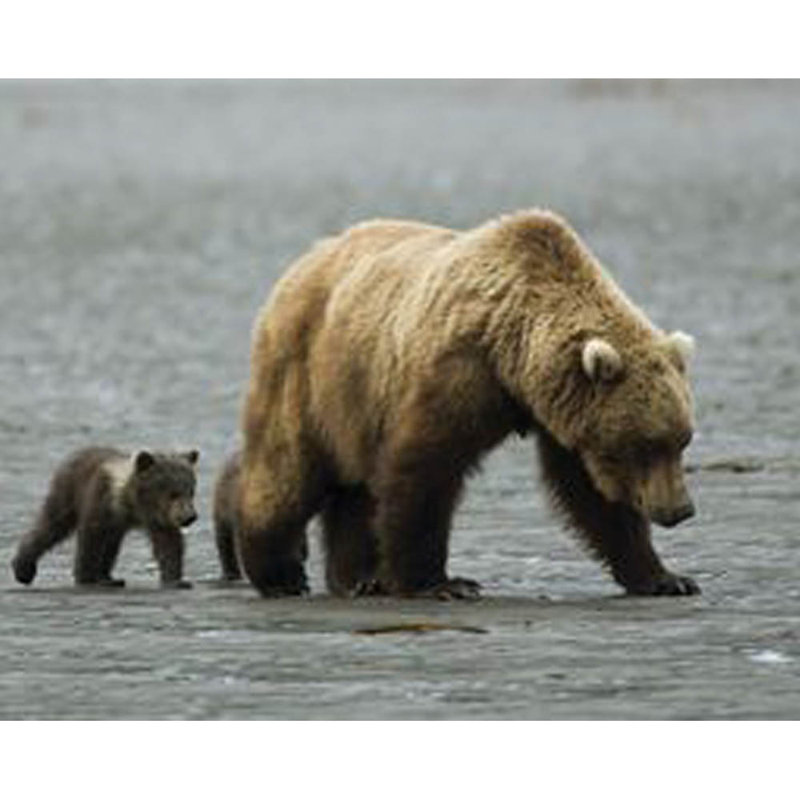 Animals Non-Wall Damaging Wall Decal, 27.5" H x 36" W x 0.1" D