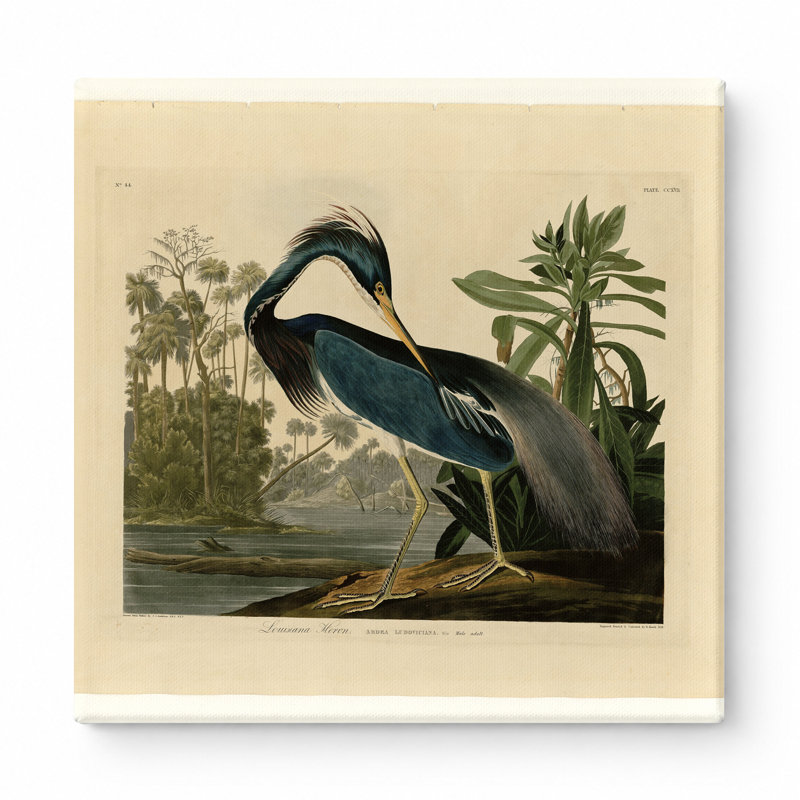 Louisiane héron (1834) - art mural carré sur toile, 16" W x 16" H