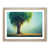Oak
