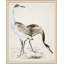 Coastal Bird Impression 1 Print