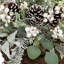 28 plantes