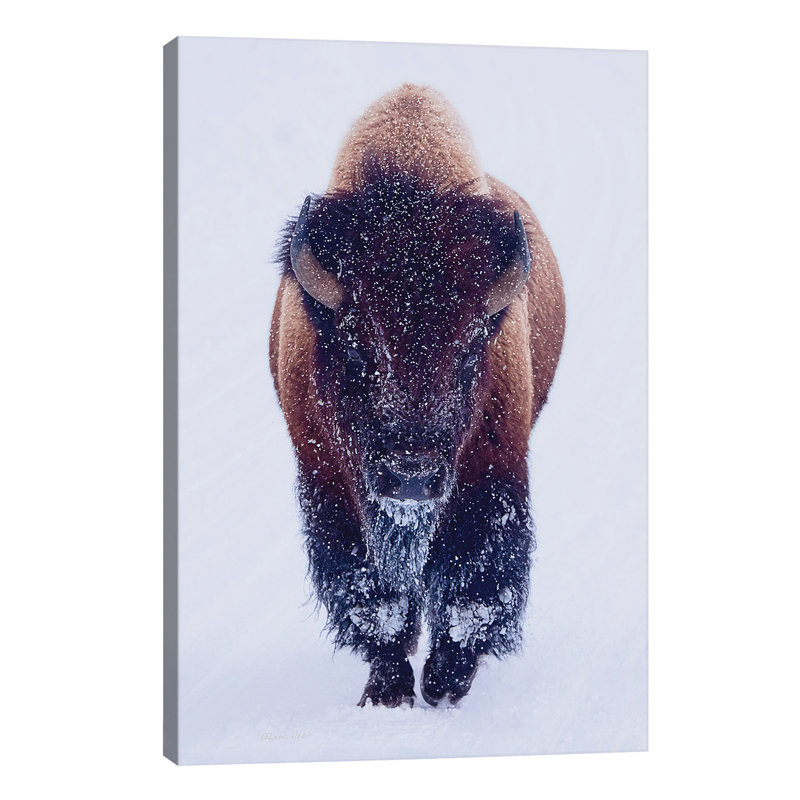 Bison In Snow - Wrapped Canvas Print, 66.04 cm H x 45.72 cm W x 3.175 cm D
