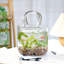 Vases en verre transparent avec poignée