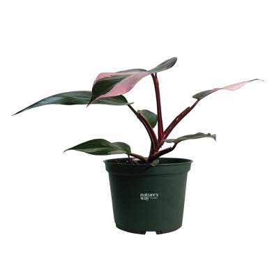 Nature's Way Farms 6 inch Pink Princess Philodendron Live House Plant in Growers Pot