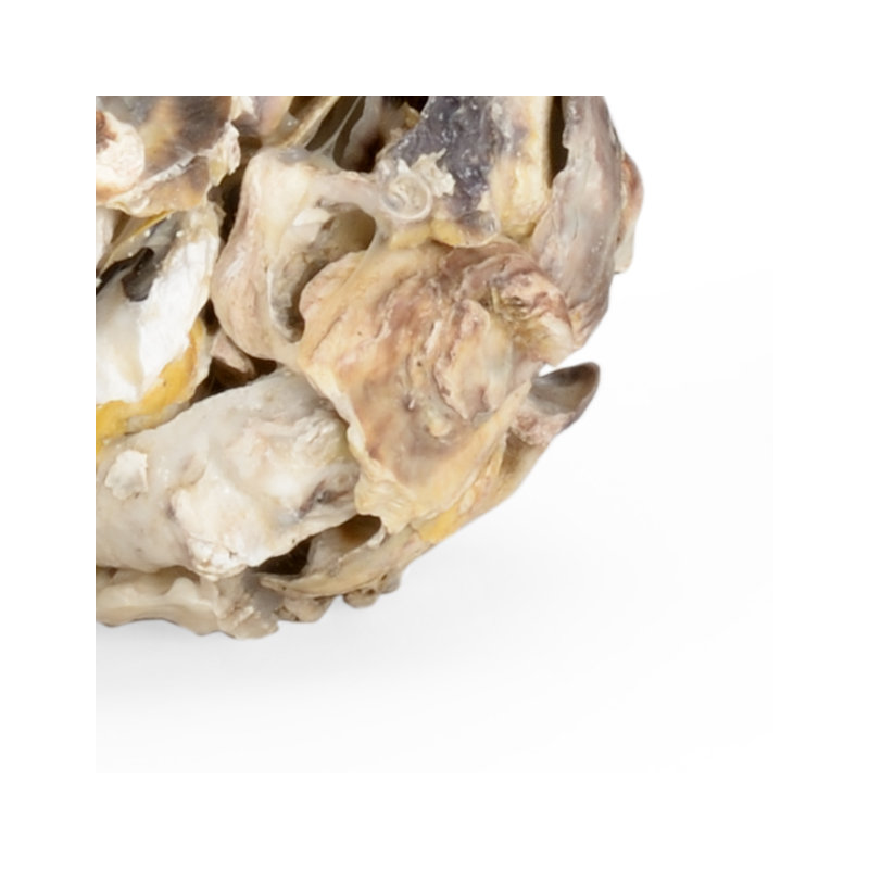 Petite chandelles coquille de l’huître