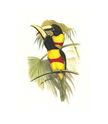 « wied aracari-black cou » par john gould, impression
