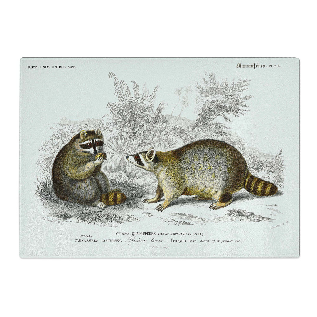 Tempered Glass Raccoon Illustration by Charles D' Orbigny Chopping Board