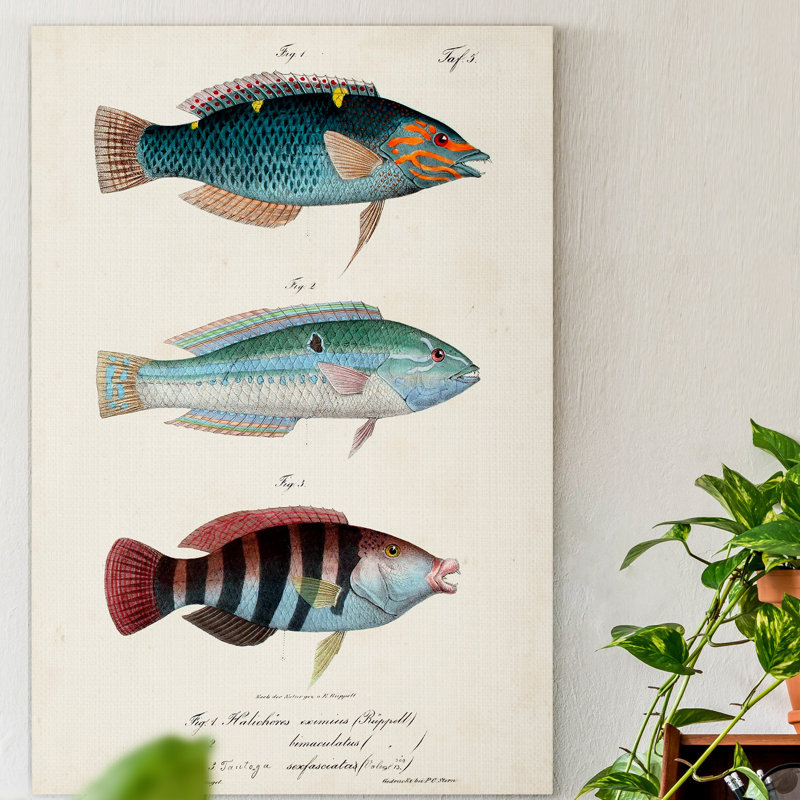 Antique Fish Trio III - impression sur toile tendue, H 48 po x l 32 po x P 1 po