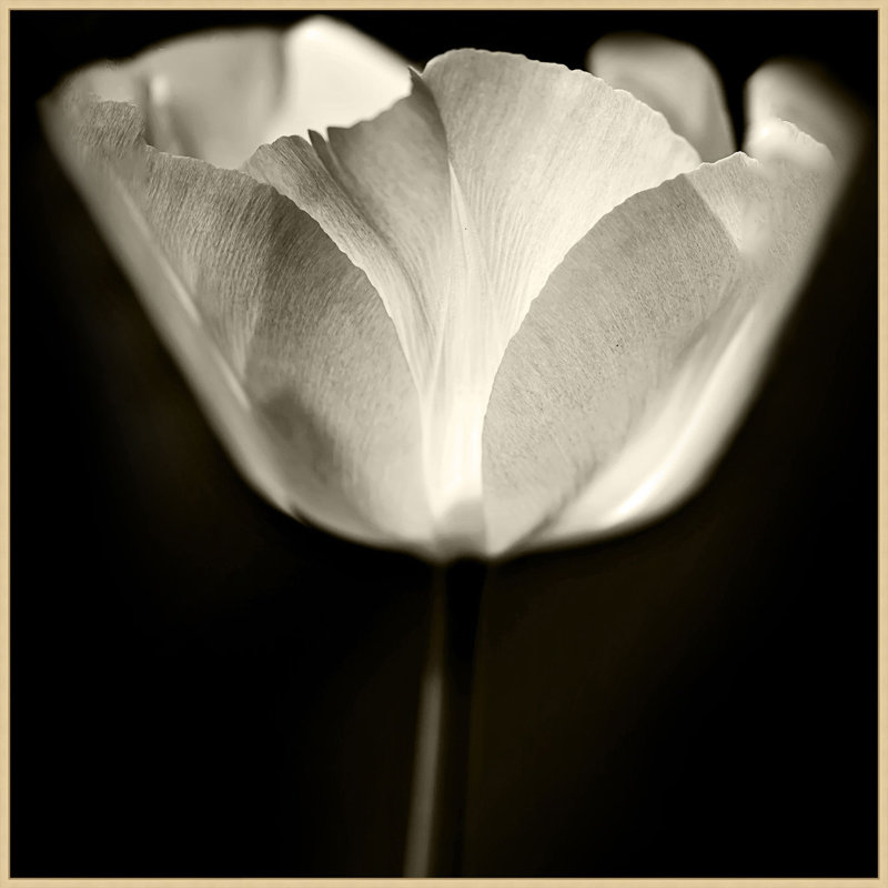 Concerto 1 Print by Lillian August