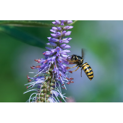 Flying Wasp by Schnuddel
