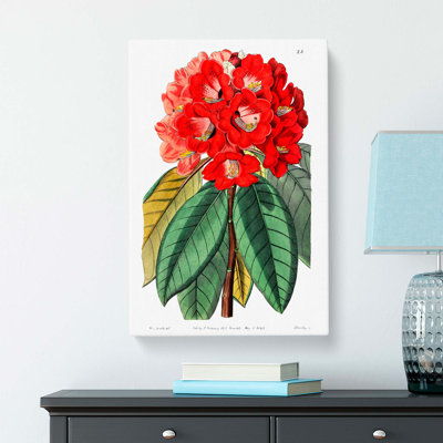 Rhododendron Flowers - Wrapped Canvas