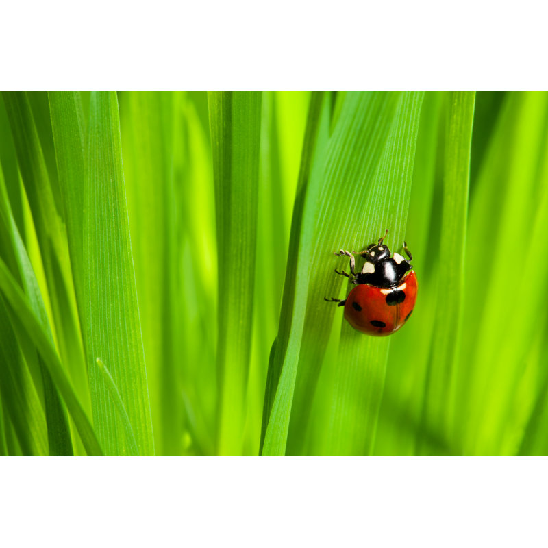 Ruella Ladybug On Grass - Wrapped Canvas Print, 30cm H x 46cm W x 3.8cm D