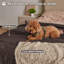 Pet Blanket-109513393
