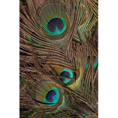 Plumes de paon IV