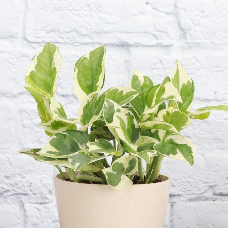 Live Pearls and Jade Pothos Plant in Gold Pot