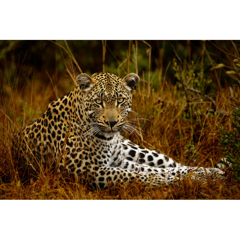 Leopard At Eye Level by RudiHulshof - Wrapped Canvas Print, 30cm H x 46cm W