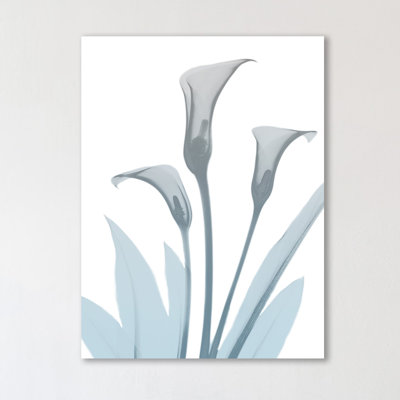 " Serene Calla Lily 2 "