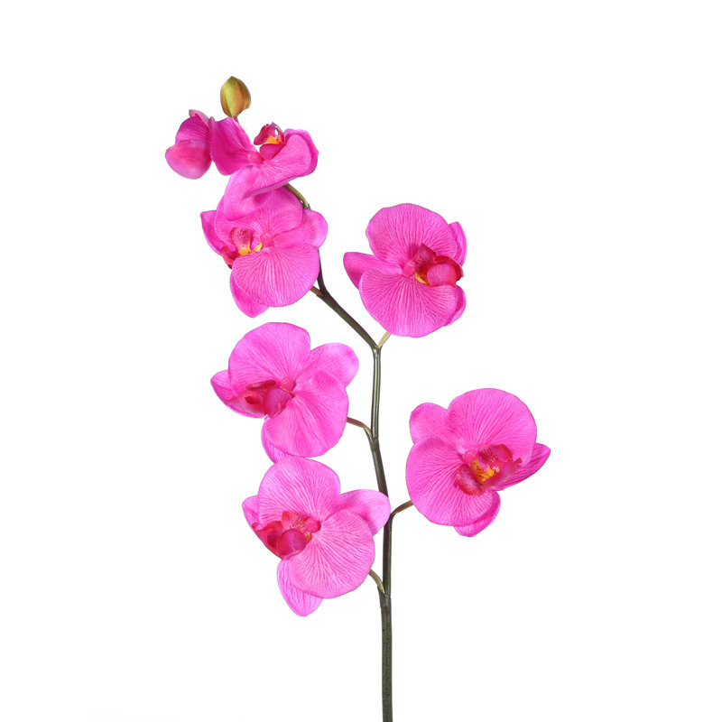 Orchid Arrangement