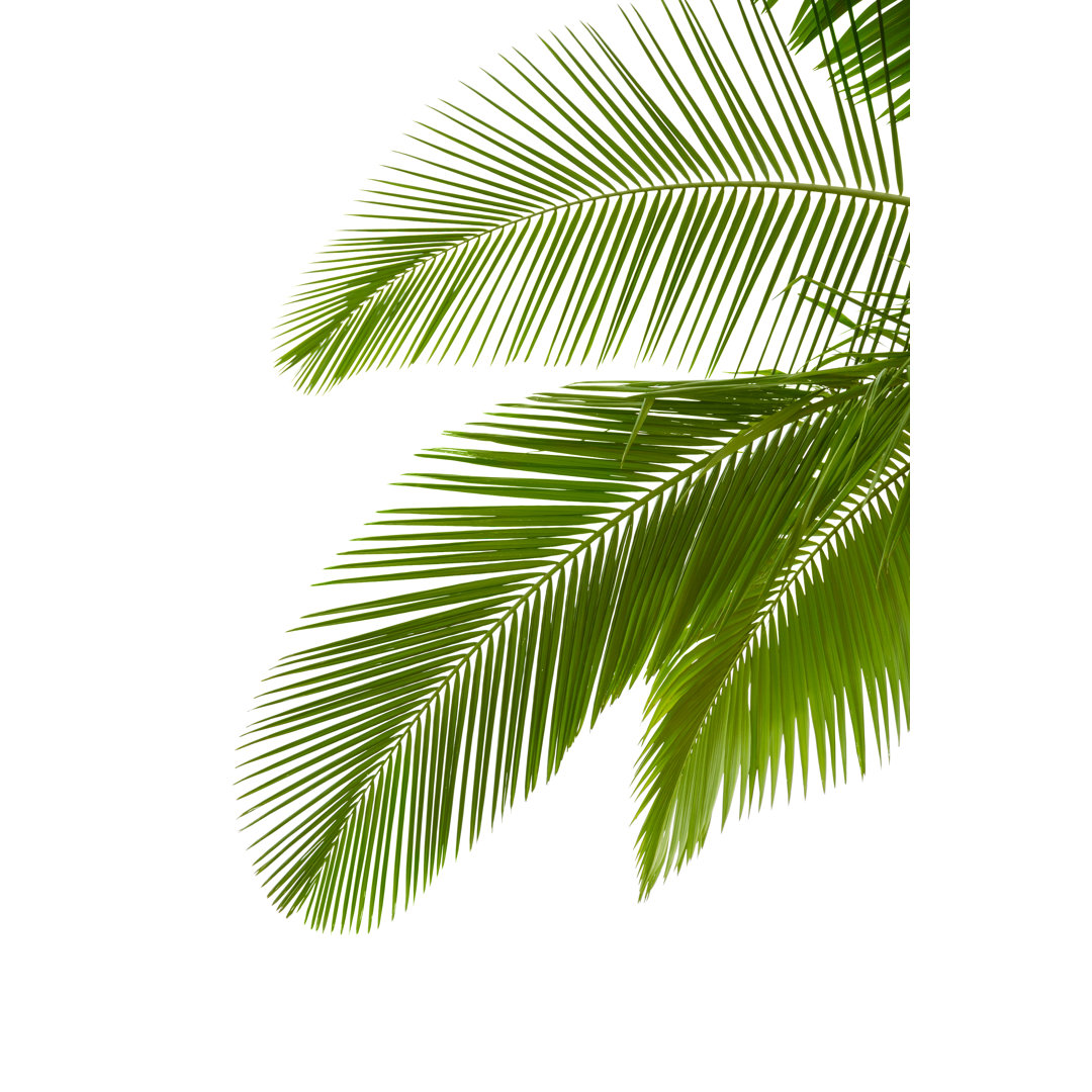 Leaves Of Palm Tree - Wrapped Canvas Print
