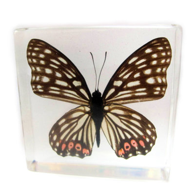 Presse-papiers papillon en forme d’anneau Ratzlaff