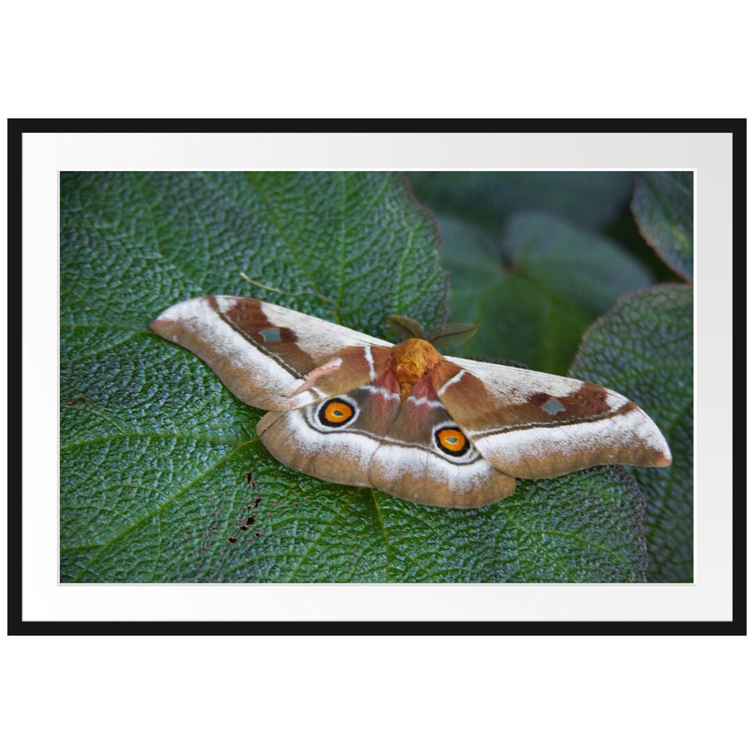 Gerahmtes Poster Schmetterling auf Blatt