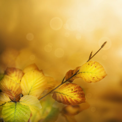 Feuilles d'automne