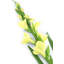 Silk Iris Arrangement-31151100-31151102