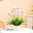 Light Purple/White