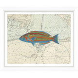 Vibrant Fish 2 Giclee Print by Soicher Marin Archives