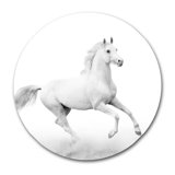 White Horse Prancing Print