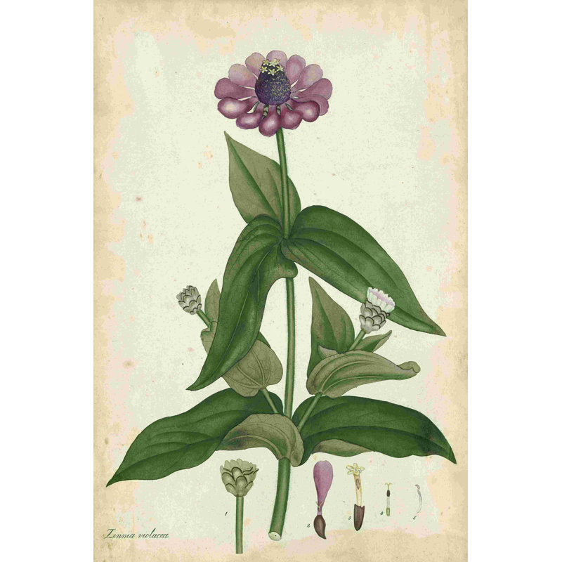 Zinnia antique, H 18 po x l 12 po