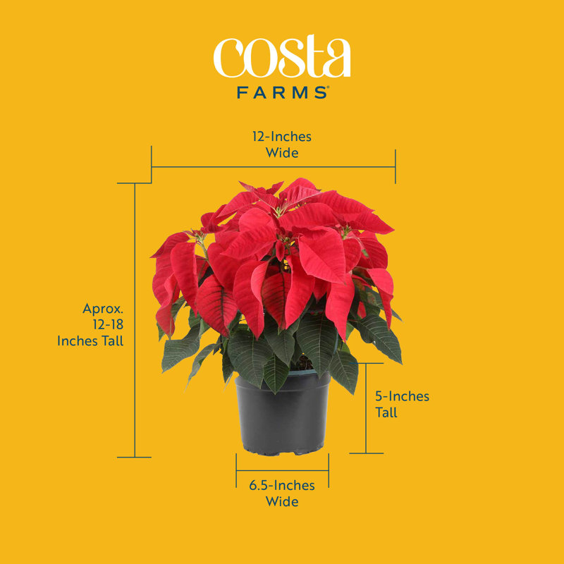 Foliage Plant in Planter