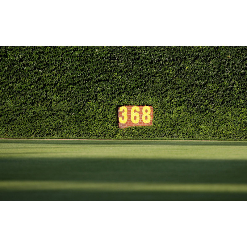 Wrigley Field Ivy, H 15 po x l 24 po