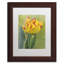 " Rembrandt Tulip "-32709226-32709229