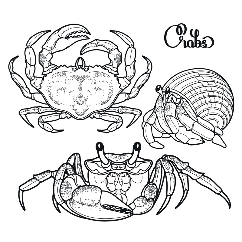 Graphic Crab Collection - Wrapped Canvas Print, 30cm H x 30cm W x 3.8cm D