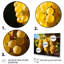 «Golden Grapes Vineyard II», reproduction sur toile-1073893709-1073893725