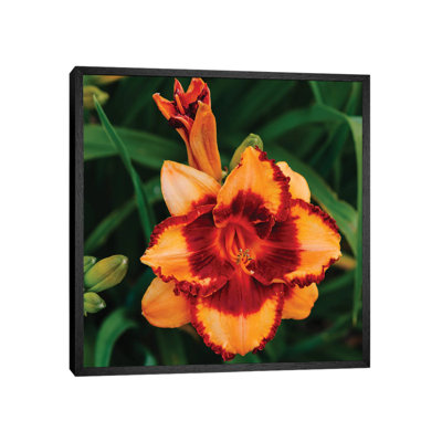 Daylily Garden XV by Bethany Young - Print on Canvas