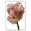 Droplet Tulip II Print by Oliver Gal-321083683-321083709