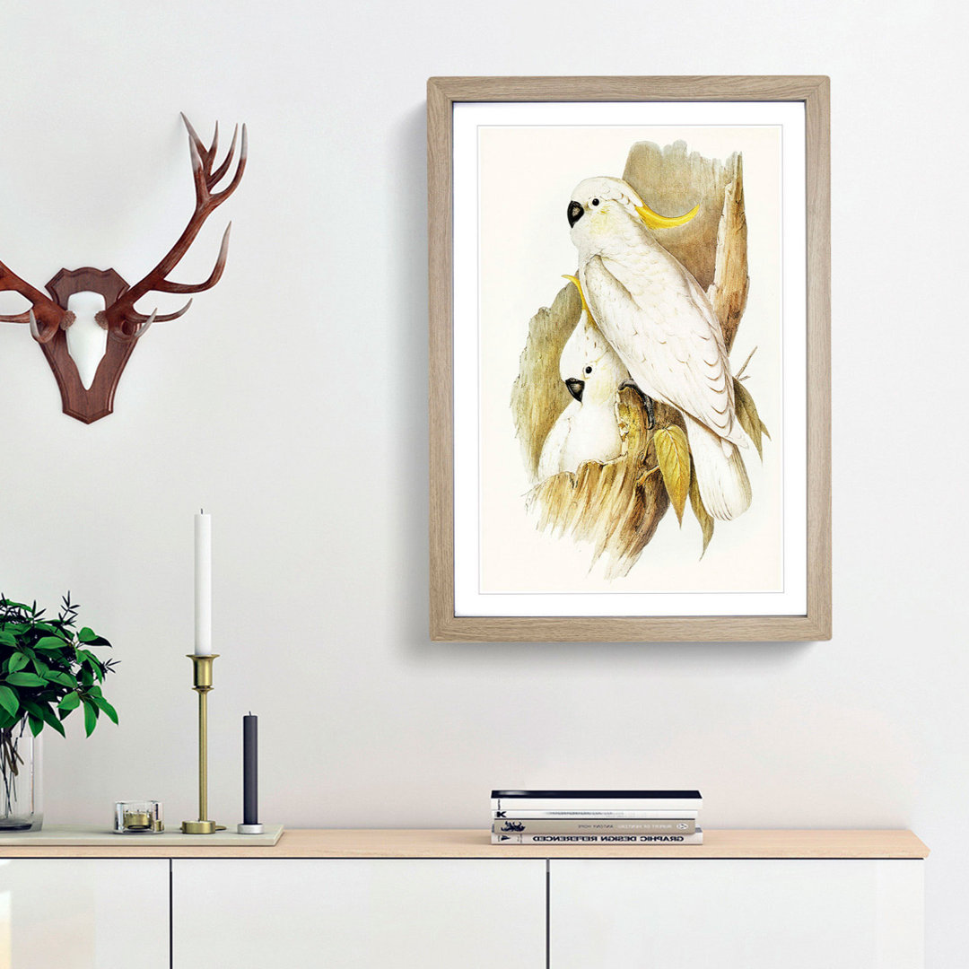 Crested Cockatoos by Elizabeth Gould - Framed Print