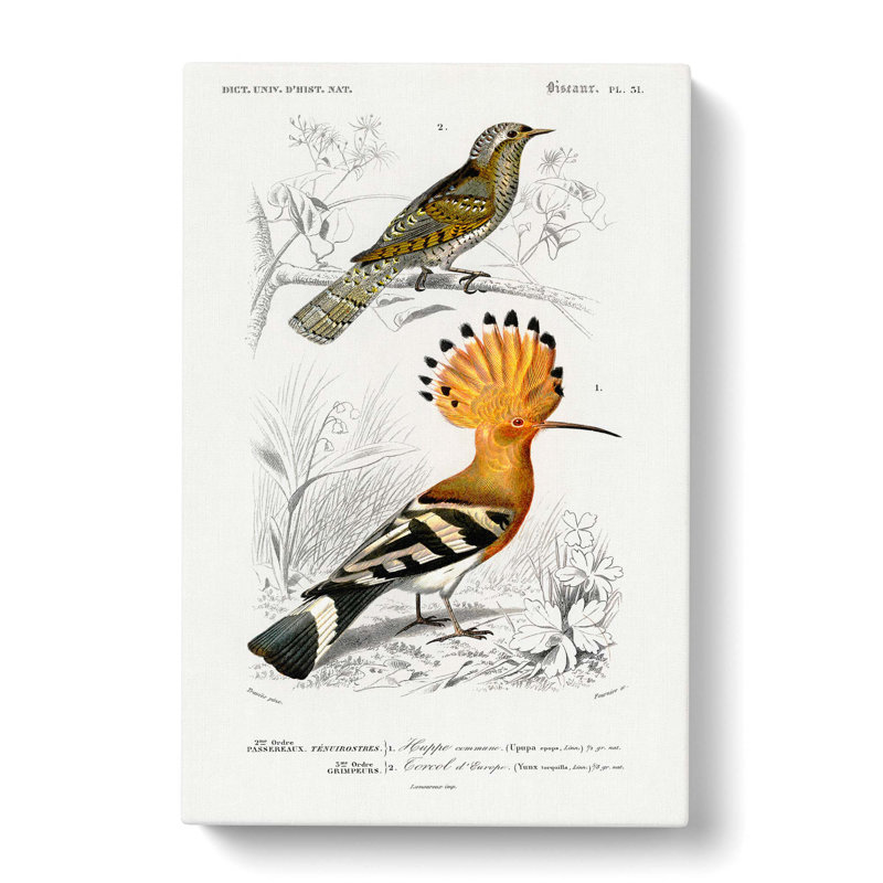 Bird Illustrations PL. 51 by Charles D' Orbigny - Wrapped Canvas Painting, 60cm H x 40cm W x 3cm D