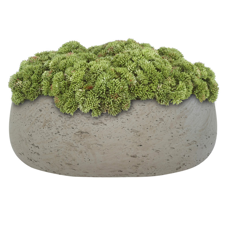 Sedum disposée en pot de fibres, Gris, Vert