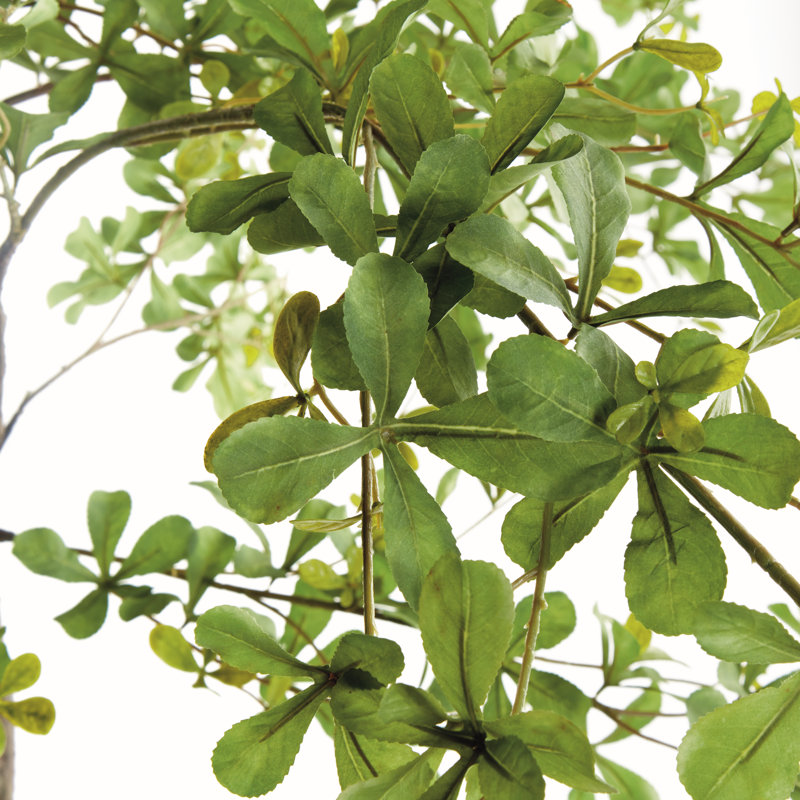 Shaady Lady Olive Tree 90 po