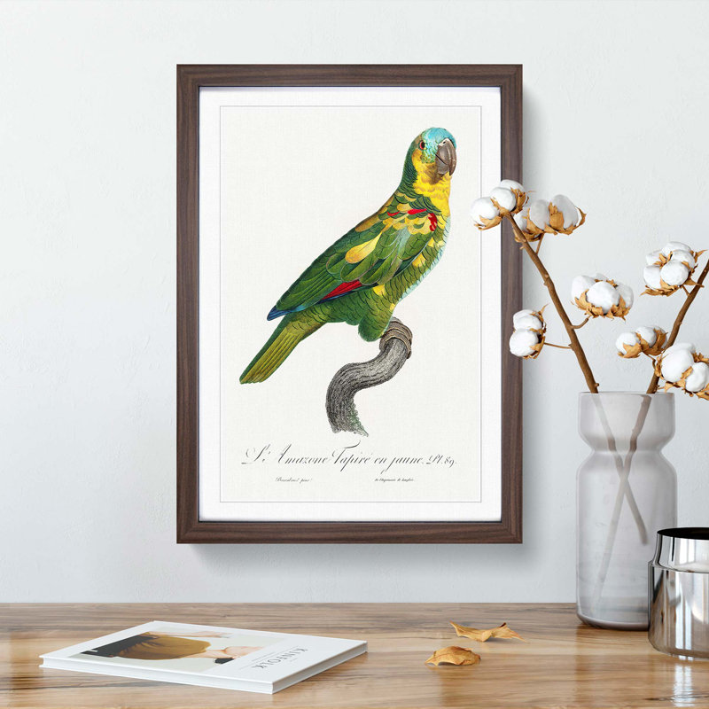 The Turquoise-Fronted Amazon Parrot by F. Levaillant - Picture Frame Painting Print, 36cm H x 27cm W x 2cm D, Walnut Framed