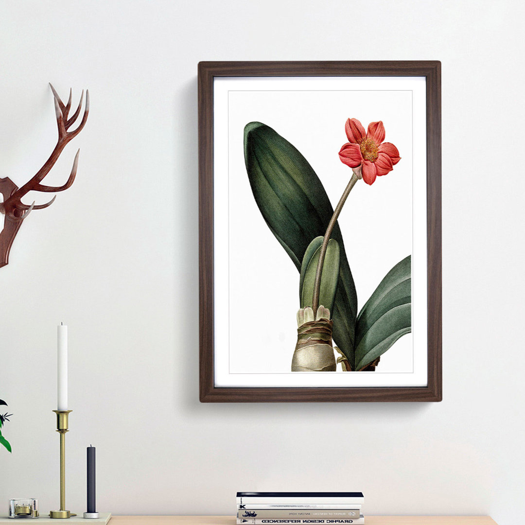 Blood Lily Flower by Pierre-Joseph Redoute - Picture Frame Art Print