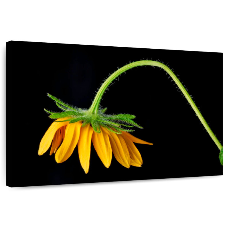 Tournesol Harnek