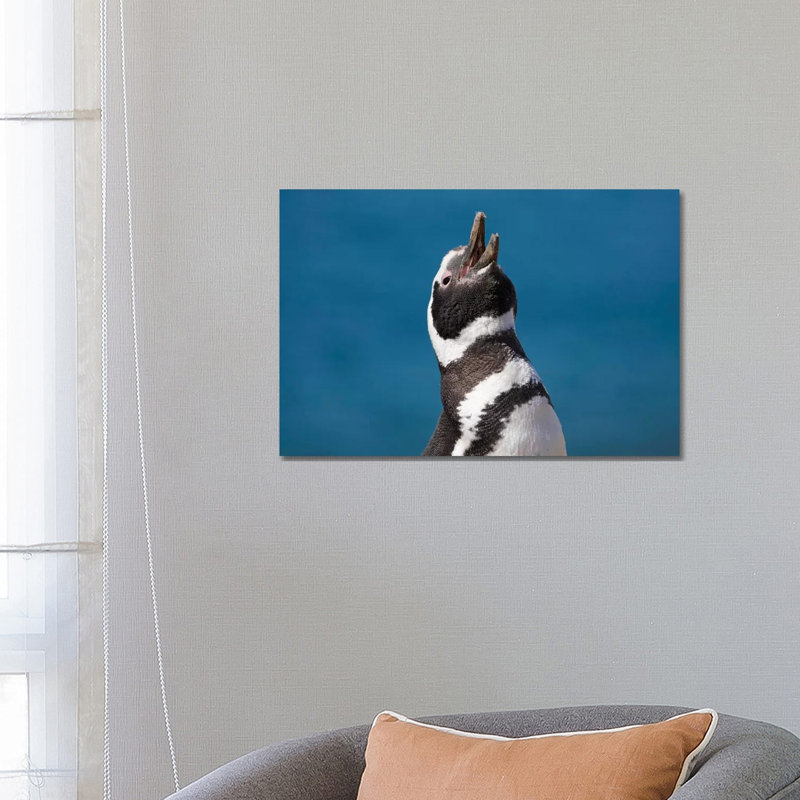 Magellanic Penguin Calling, Patagonia, Argentina 1 Piece Wrapped Canvas Wall Art, 66.04 cm H x 45.72 cm W x 1.91 cm D